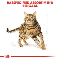 Royal Canin Bengal Adult Kattenvoer 2kg -Huisdier Product Winkel Royal Canin Bengal Kat NL 3