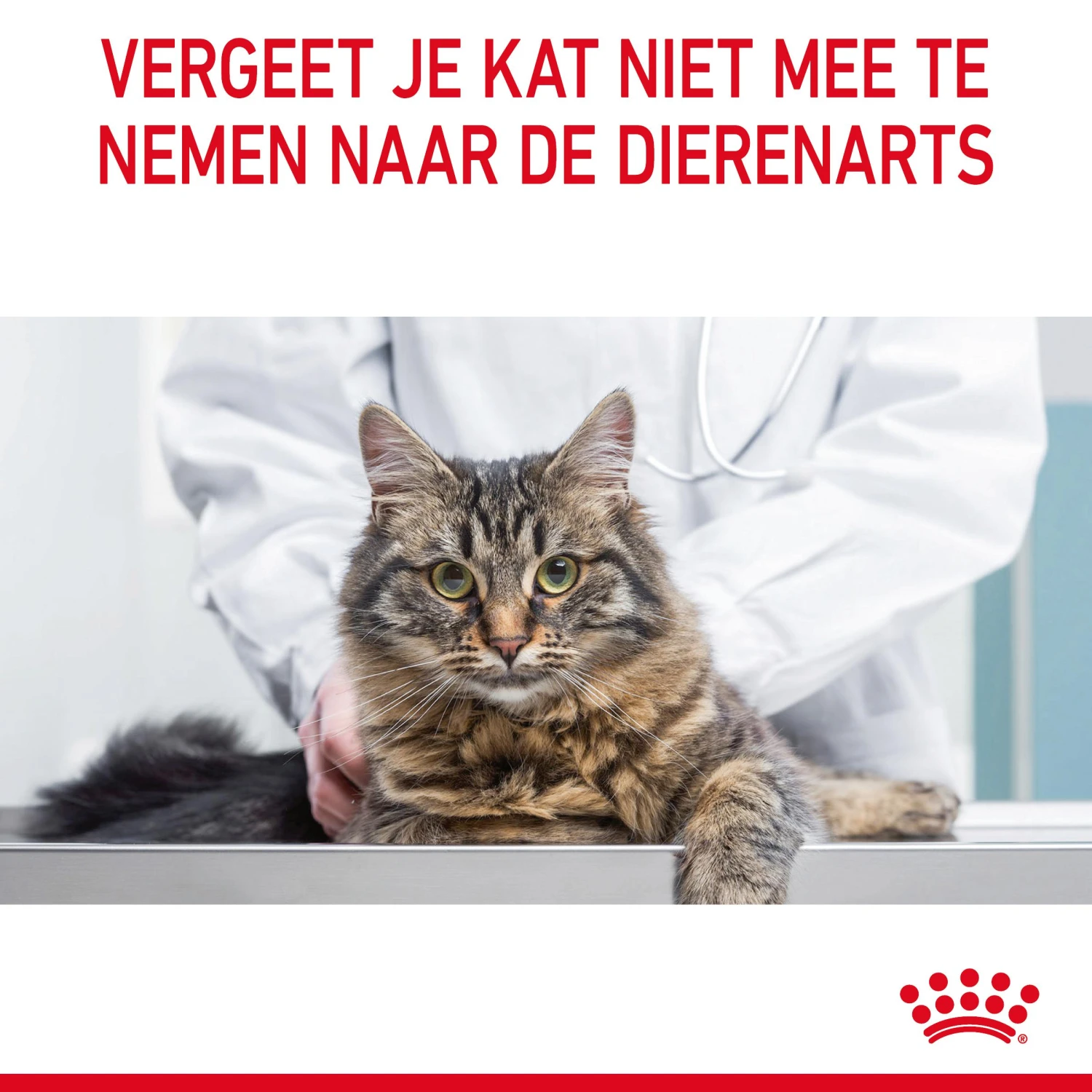 Royal Canin Hair & Skin Care Kattenvoer 4kg 11 Royal Canin Hair & Skin Care Kattenvoer 4kg - Afbeelding 11