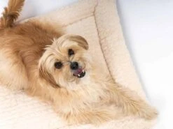 TrendPet Hondendeken Heaven Beige -Huisdier Product Winkel image 1065