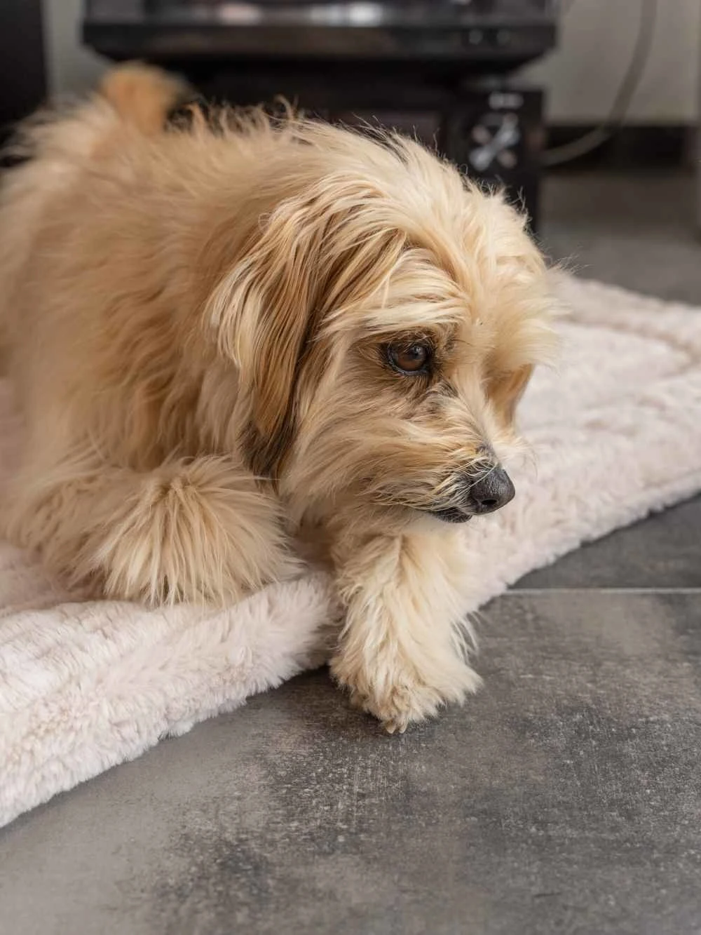 TrendPet Hondendeken Harmony Beige 1 TrendPet Hondendeken Harmony Beige