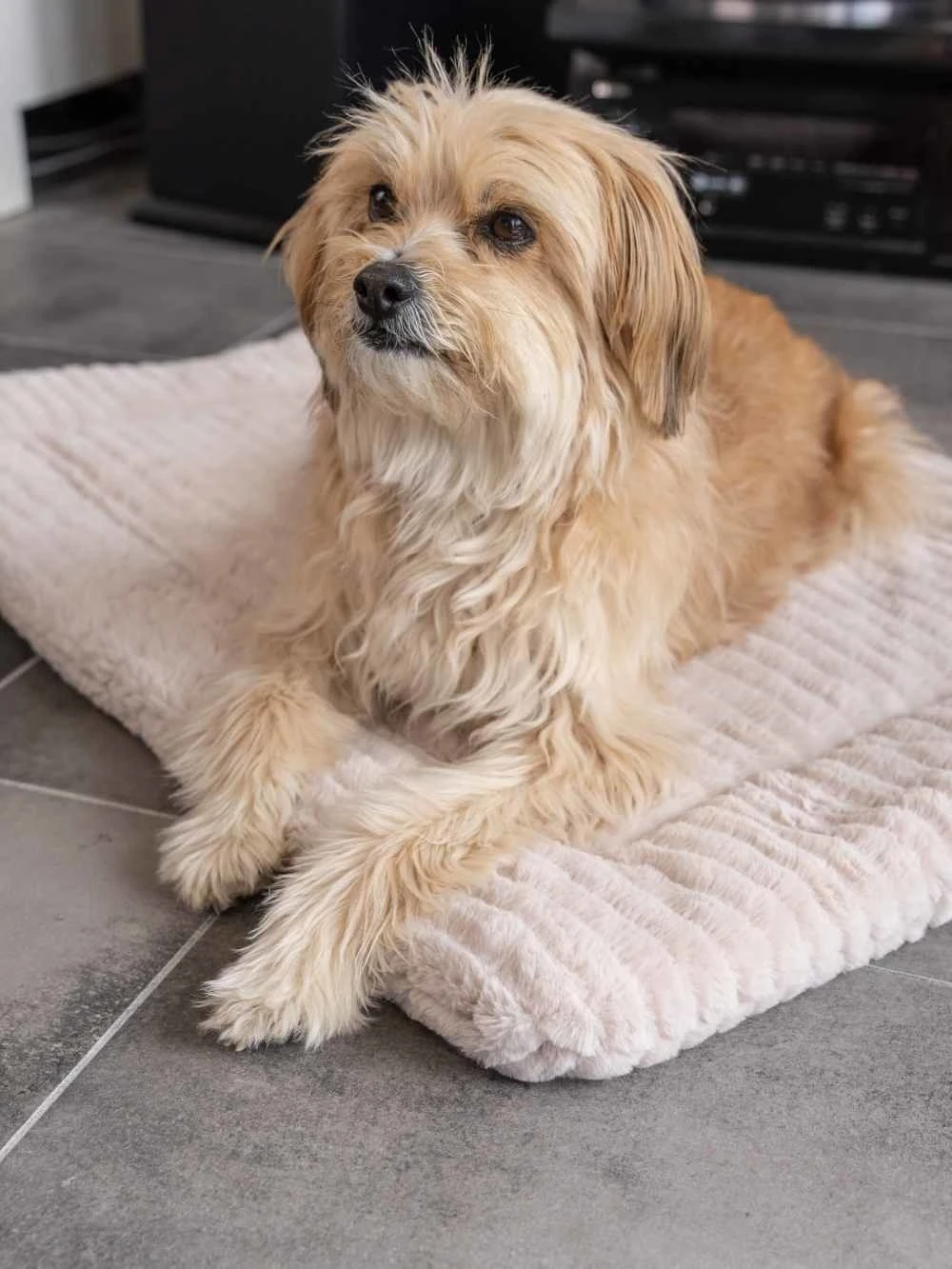 TrendPet Hondendeken Harmony Beige 5 TrendPet Hondendeken Harmony Beige - Afbeelding 5