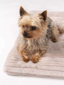 TrendPet Hondendeken Harmony Beige 14 TrendPet Hondendeken Harmony Beige -Huisdier Product Winkel image 1079