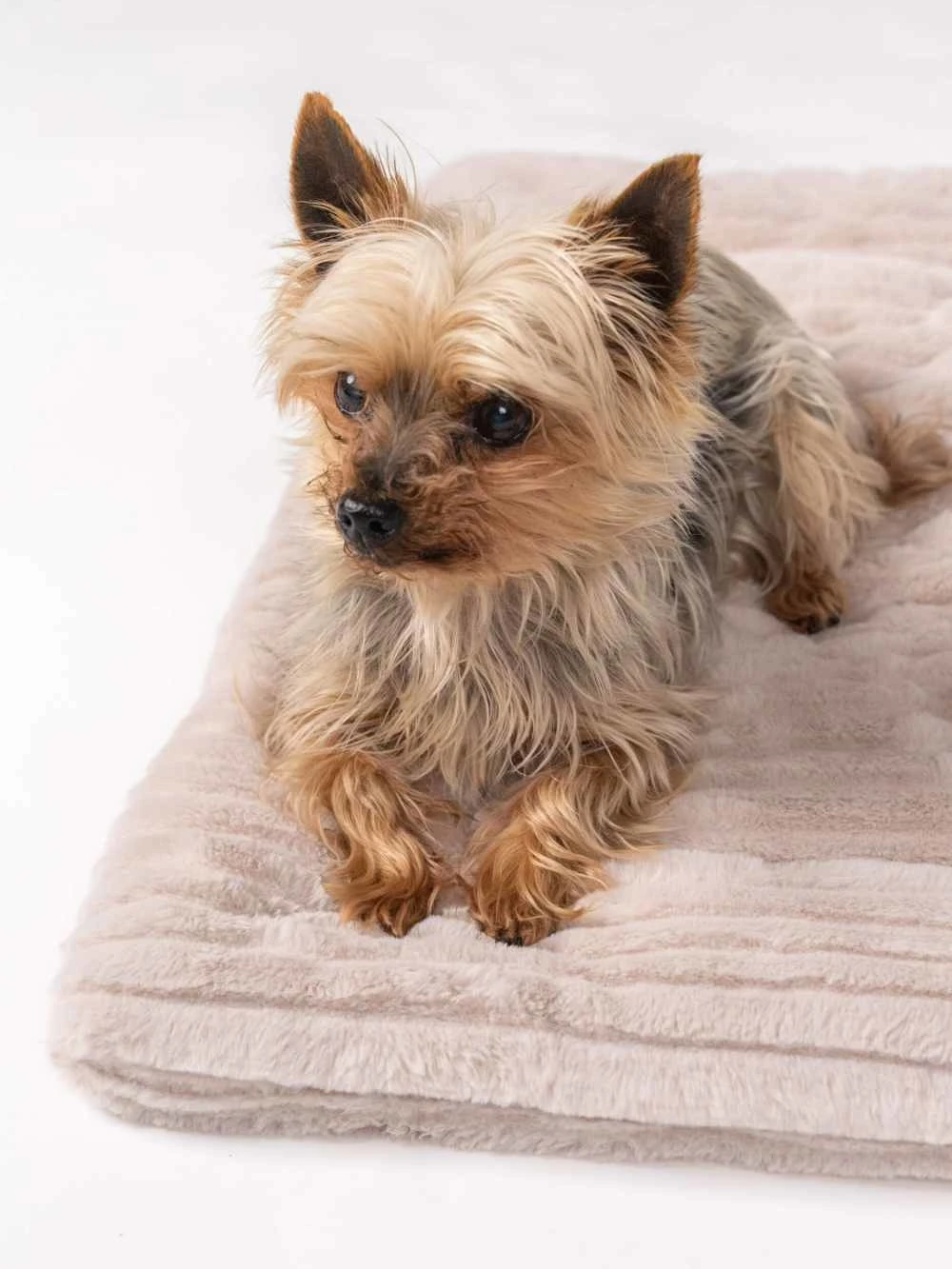 TrendPet Hondendeken Harmony Beige 7 TrendPet Hondendeken Harmony Beige - Afbeelding 7