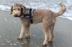 Doxtasy Hondentuig Survival Harness Snake