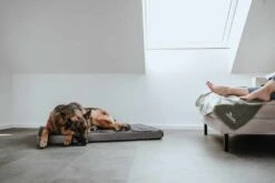 Hunter Hondendeken Casper Groen -Huisdier Product Winkel image 1108