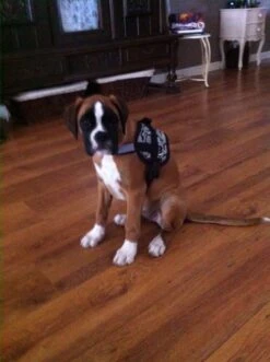 Doxtasy Hondentuig Survival Harness Snake -Huisdier Product Winkel image 13