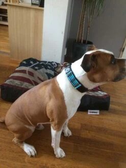 Doxtasy Hondenhalsband Blue River 35mm -Huisdier Product Winkel image 138