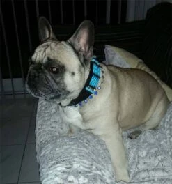 Doxtasy Hondenhalsband Blue River 35mm -Huisdier Product Winkel image 139