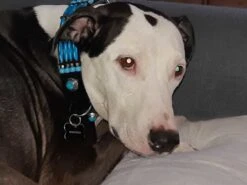 Doxtasy Hondenhalsband Blue River 35mm -Huisdier Product Winkel image 141