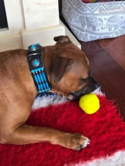 Doxtasy Hondenhalsband Blue River 35mm -Huisdier Product Winkel image 144