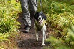 Ruffwear Hondenjas Fuse Cedar Green -Huisdier Product Winkel image 154