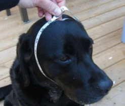 Machiko Hondenpet Blauw -Huisdier Product Winkel image 1556