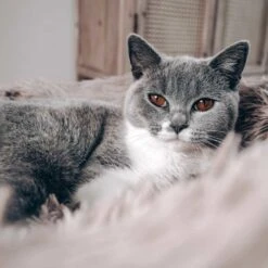 District70 Hondenmand Donut Fuzz Zand 5 District70 Hondenmand Donut Fuzz Zand -Huisdier Product Winkel image 16