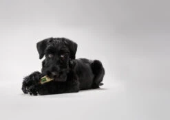 Hunter Trainer Snack Dummy 9 Hunter Trainer Snack Dummy -Huisdier Product Winkel image 1614