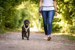 Curli Beloningszakje Grijs -Huisdier Product Winkel image 1688