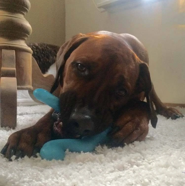 West Paw Design Hondenspeelgoed Zogoflex Tizzi Aqua 3 West Paw Design Hondenspeelgoed Zogoflex Tizzi Aqua - Afbeelding 3