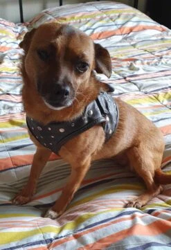 Nieuwe Producten -Huisdier Product Winkel image 174