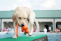 Kong Hondenspeelgoed Wubba Wet