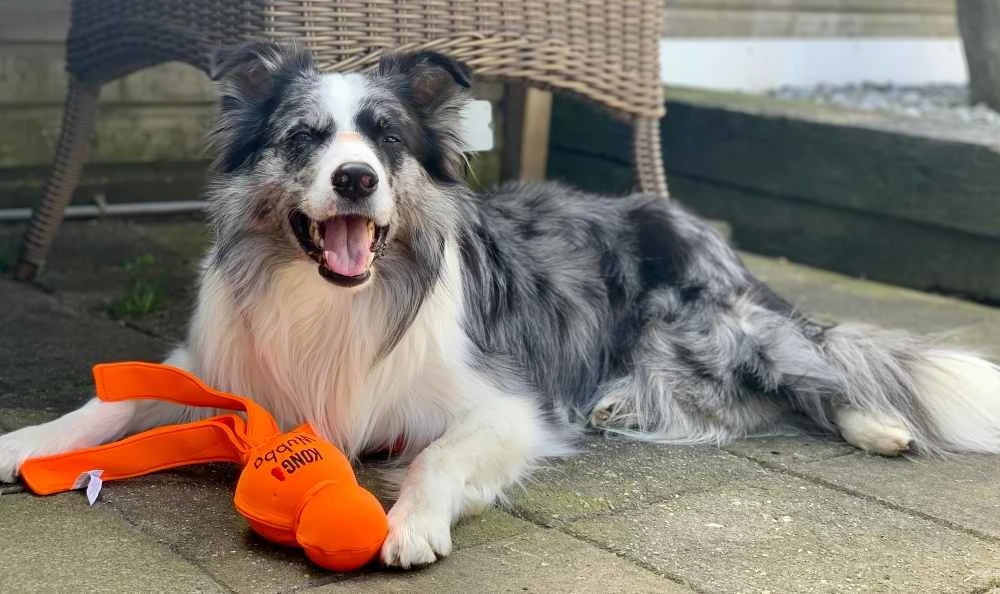 Kong Hondenspeelgoed Wubba Wet 2 Kong Hondenspeelgoed Wubba Wet - Afbeelding 2