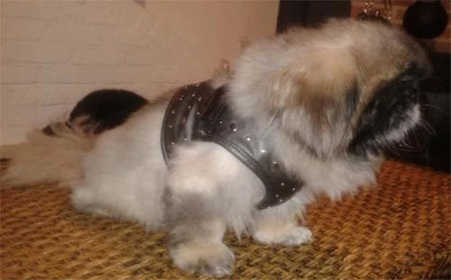 Doxtasy Hondentuig Comfy Harnass Full Metal Jacket 3 Doxtasy Hondentuig Comfy Harnass Full Metal Jacket - Afbeelding 3