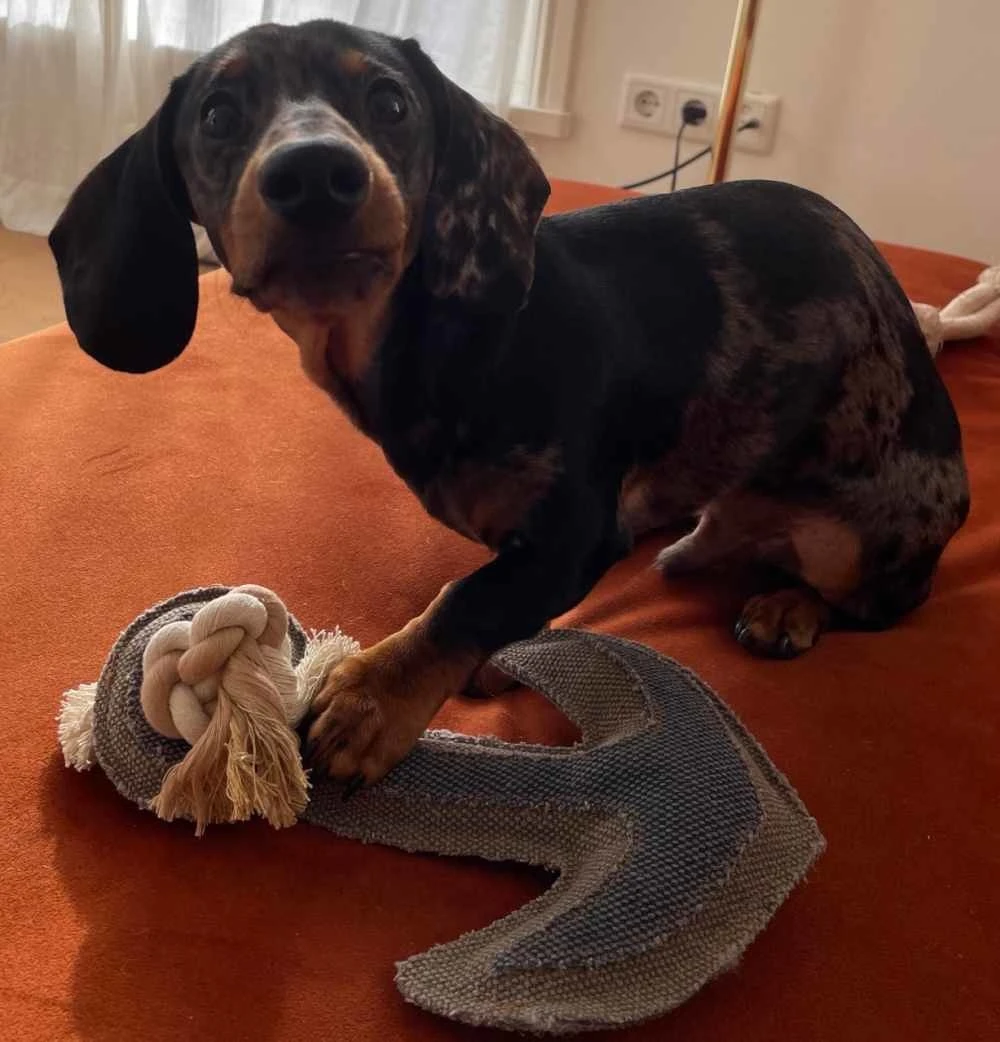 Hunter Hondenspeelgoed Canvas Anchor 4 Hunter Hondenspeelgoed Canvas Anchor - Afbeelding 4