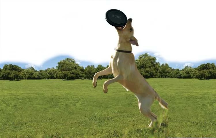 Kong Hondenspeelgoed Extreme Flyer 3 Kong Hondenspeelgoed Extreme Flyer - Afbeelding 3