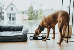 Hunter Orthopedische Hondenmand Livingstone -Huisdier Product Winkel image 1922