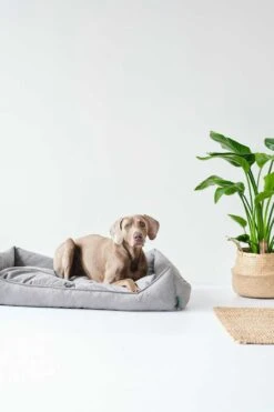 Nieuwe Producten -Huisdier Product Winkel image 1944