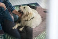 Hunter Hondenmand Boston Bruin -Huisdier Product Winkel image 1966