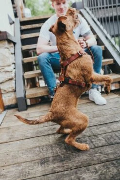 Huisdier Product Winkel 23 Huisdier Product Winkel -Huisdier Product Winkel image 1975