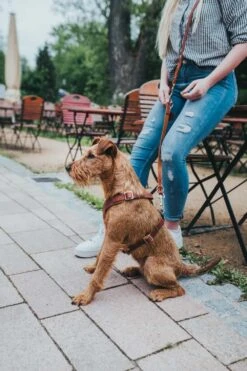 Hunter Hondentuig Aalborg Cognac -Huisdier Product Winkel image 1976