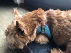 Nieuwe Producten -Huisdier Product Winkel image 1994