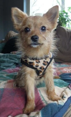 Doxtasy Hondentuig Comfy Harnass Leopard Brown -Huisdier Product Winkel image 2007