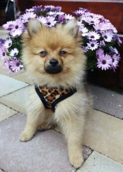 Doxtasy Hondentuig Comfy Harnass Leopard Brown -Huisdier Product Winkel image 2008