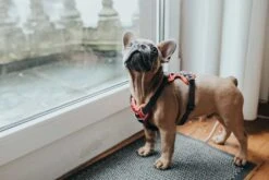 Huisdier Product Winkel 21 Huisdier Product Winkel -Huisdier Product Winkel image 2013