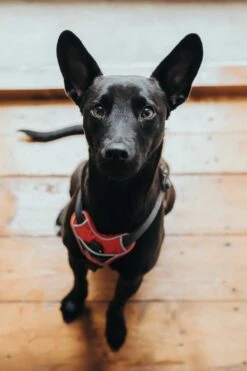 Hunter Hondentuig Divo Rood 9 Hunter Hondentuig Divo Rood -Huisdier Product Winkel image 2015