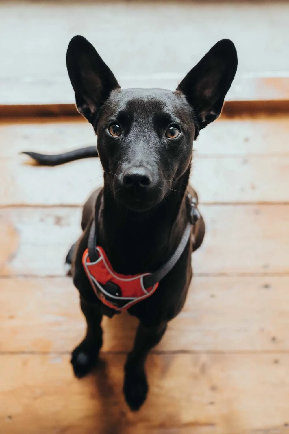 Hunter Hondentuig Divo Rood 4 Hunter Hondentuig Divo Rood - Afbeelding 4