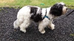 Petsafe Anti-Trek Hondentuig Easy Walk ® Deluxe 8 Petsafe Anti-Trek Hondentuig Easy Walk ® Deluxe -Huisdier Product Winkel image 2037