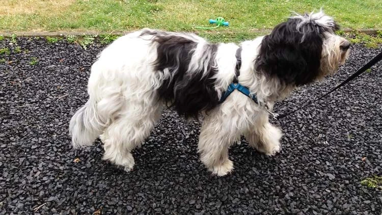 Petsafe Anti-Trek Hondentuig Easy Walk ® Deluxe 3 Petsafe Anti-Trek Hondentuig Easy Walk ® Deluxe - Afbeelding 3