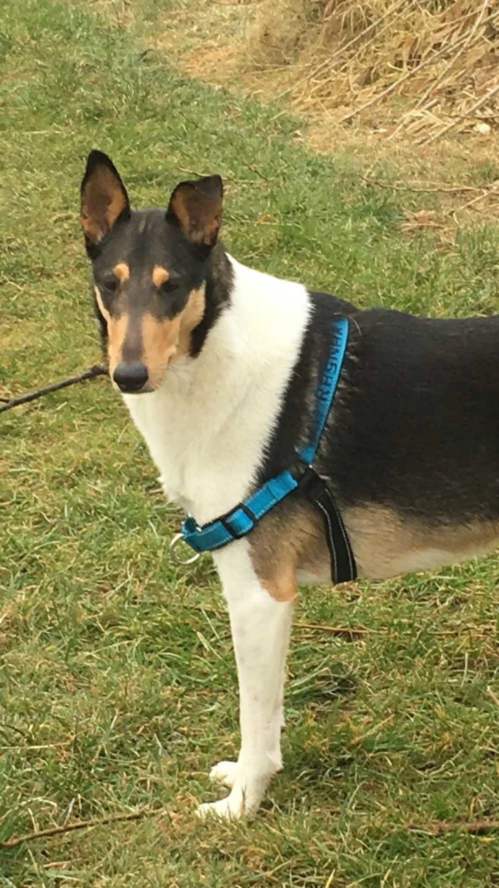 Petsafe Anti-Trek Hondentuig Easy Walk ® Deluxe 4 Petsafe Anti-Trek Hondentuig Easy Walk ® Deluxe - Afbeelding 4