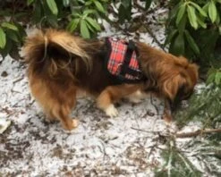 Doxtasy Hondentuig Survival Harness Tartan Red -Huisdier Product Winkel image 2050