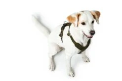 Hunter Hondentuig Aalborg Olive -Huisdier Product Winkel image 2064