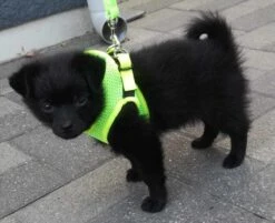 Nieuwe Producten -Huisdier Product Winkel image 2068