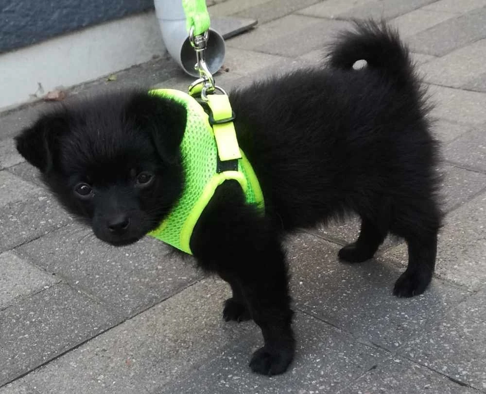 Doxtasy Hondentuig Comfy Harnass Mesh Fluo Green 2 Doxtasy Hondentuig Comfy Harnass Mesh Fluo Green - Afbeelding 2