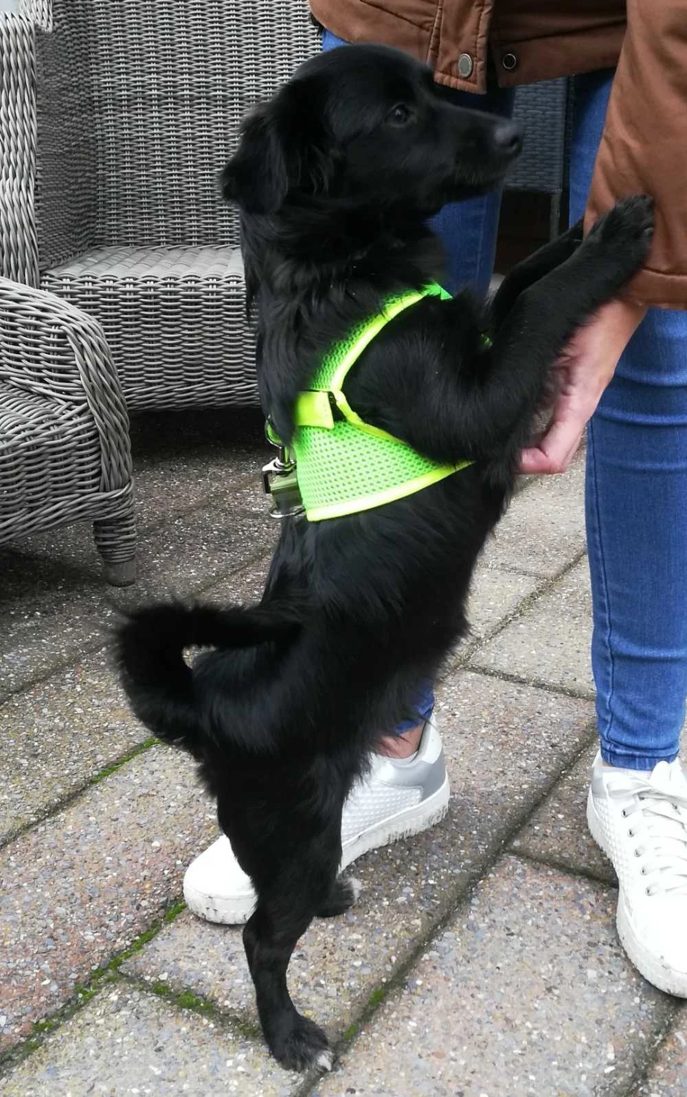 Doxtasy Hondentuig Comfy Harnass Mesh Fluo Green 3 Doxtasy Hondentuig Comfy Harnass Mesh Fluo Green - Afbeelding 3