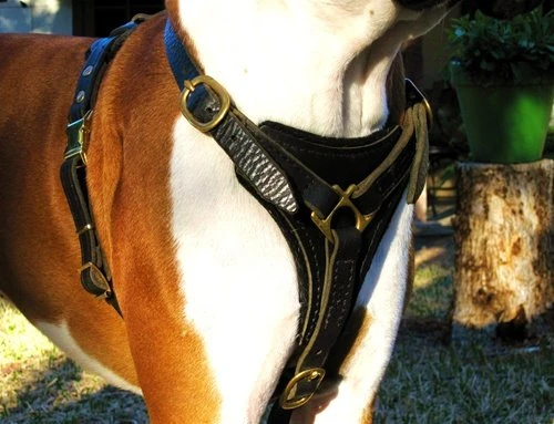 Dean And Tyler Hondentuig Dean's Choice 3 Dean And Tyler Hondentuig Dean's Choice - Afbeelding 3