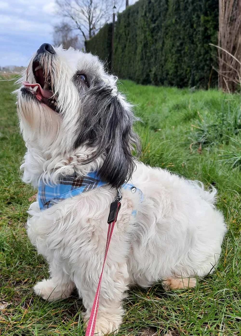 Doxtasy Hondentuig Round Loop Harnass Scottish Turquoise 2 Doxtasy Hondentuig Round Loop Harnass Scottish Turquoise - Afbeelding 2