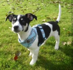 Doxtasy Hondentuig Round Loop Harnass Scottish Turquoise 7 Doxtasy Hondentuig Round Loop Harnass Scottish Turquoise -Huisdier Product Winkel image 2082