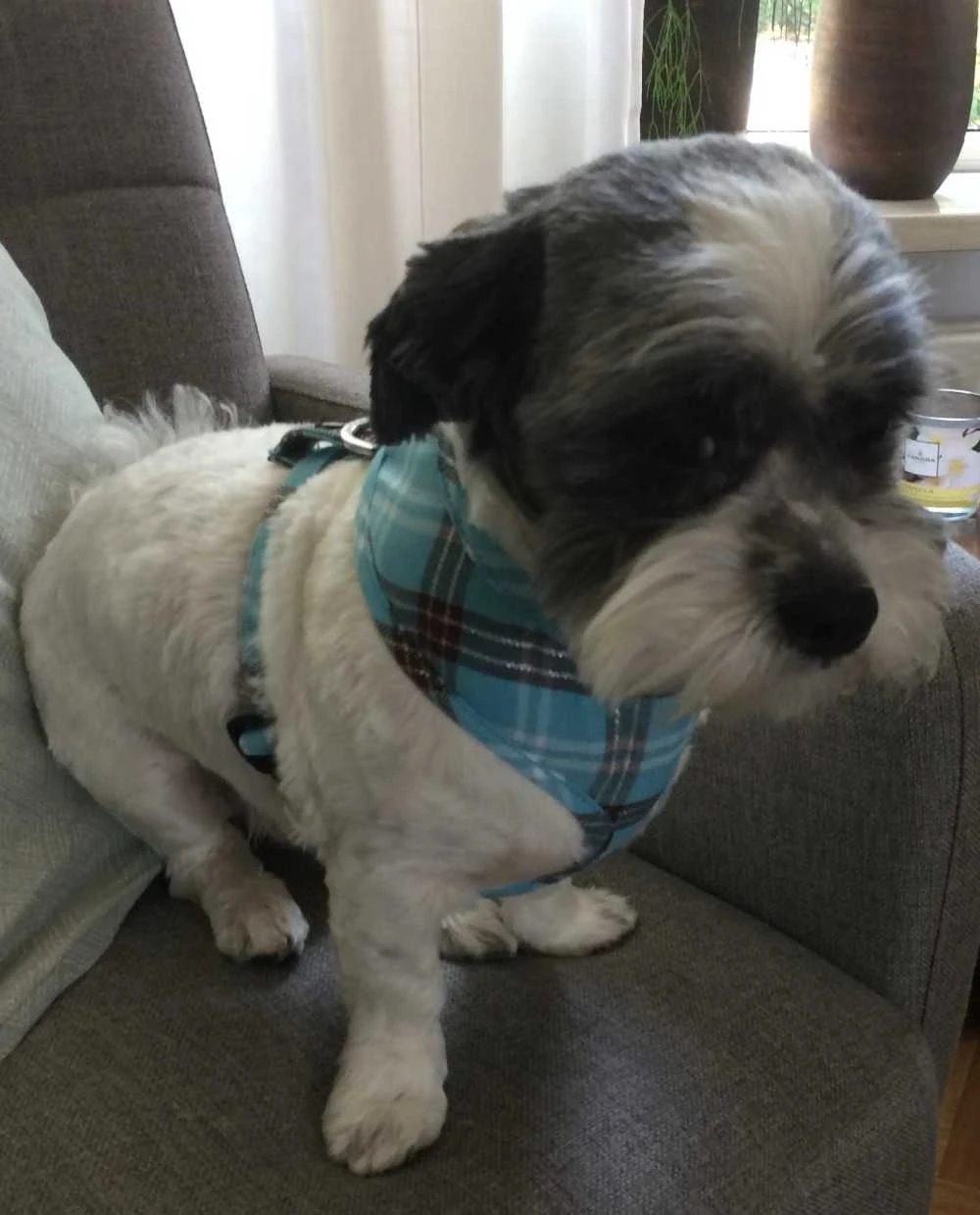 Doxtasy Hondentuig Round Loop Harnass Scottish Turquoise 4 Doxtasy Hondentuig Round Loop Harnass Scottish Turquoise - Afbeelding 4