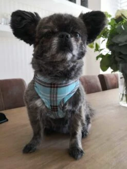 Doxtasy Hondentuig Round Loop Harnass Scottish Turquoise 9 Doxtasy Hondentuig Round Loop Harnass Scottish Turquoise -Huisdier Product Winkel image 2084